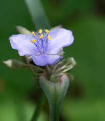 Tradescantia subaspera