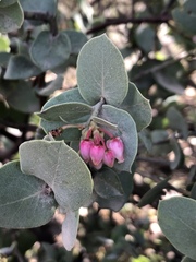 Arctostaphylos luciana