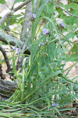 Tradescantia subaspera