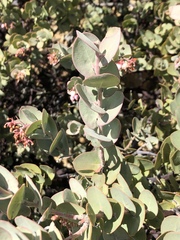 Arctostaphylos luciana