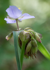 Tradescantia subaspera