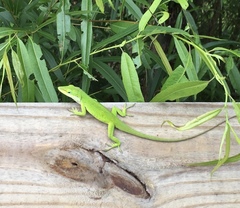 Anolis carolinensis