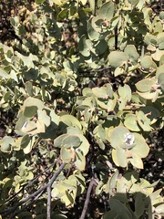 Arctostaphylos luciana