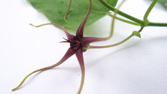 Oxypetalum harleyi