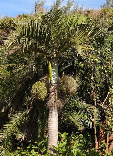 Palmeira-garrafa
