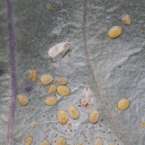 Brassica Whitefly
