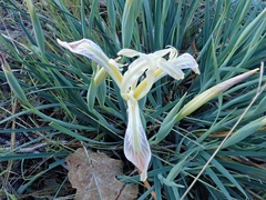 Iris tenuissima