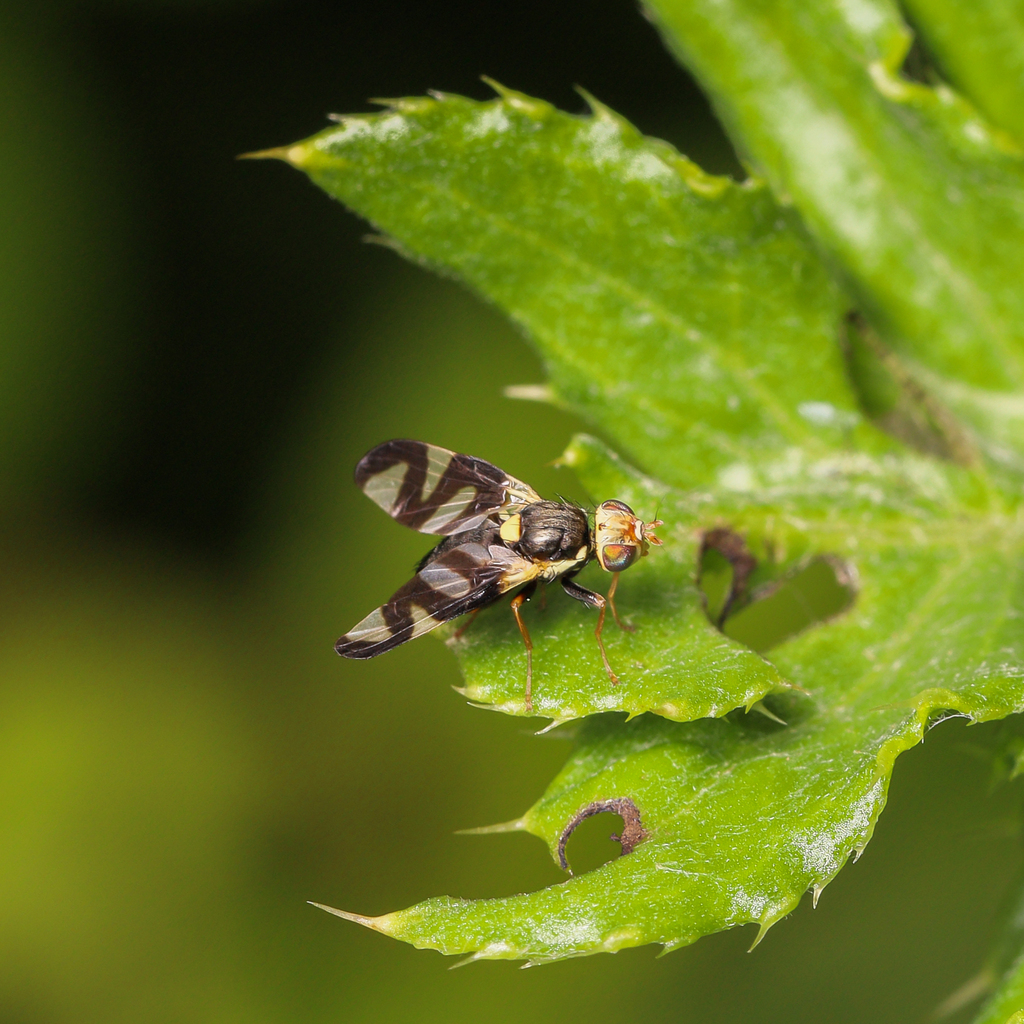 Thistle Stem Gall Fly from Woodstock, MD, USA on May 19, 2024 at 11:53 ...