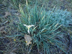 Iris tenuissima