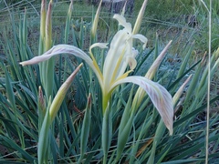Iris tenuissima