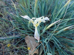Iris tenuissima