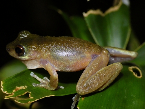 Atherton Tableland Treefrog, Mosleyia rheocola