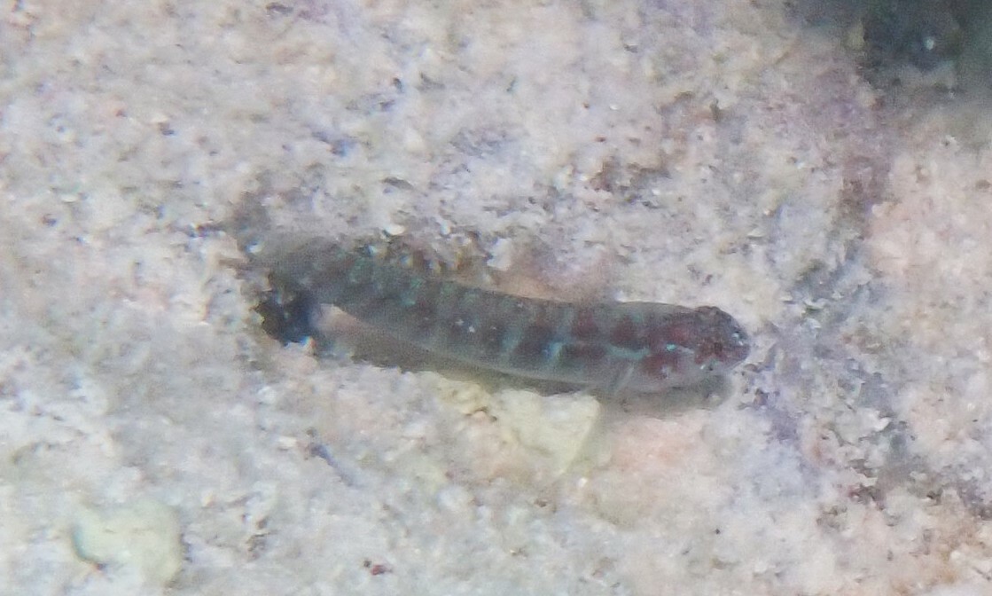 Polkadot Dwarfgoby photo 6