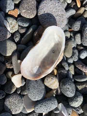 Barbatia novaezealandiae