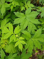 Hydrophyllum tenuipes