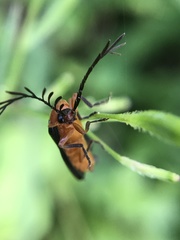 Pterotus obscuripennis