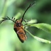 Pterotinae - Photo (c) KC, some rights reserved (CC BY-NC), uploaded by KC