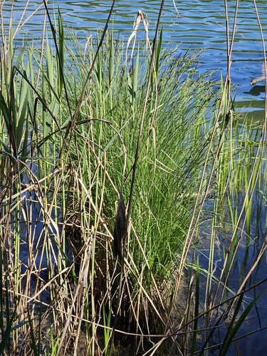 Image of Carex elata by (c) Alessia Guggisberg, some rights reserved (CC BY-SA)