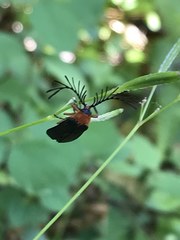 Pterotus obscuripennis