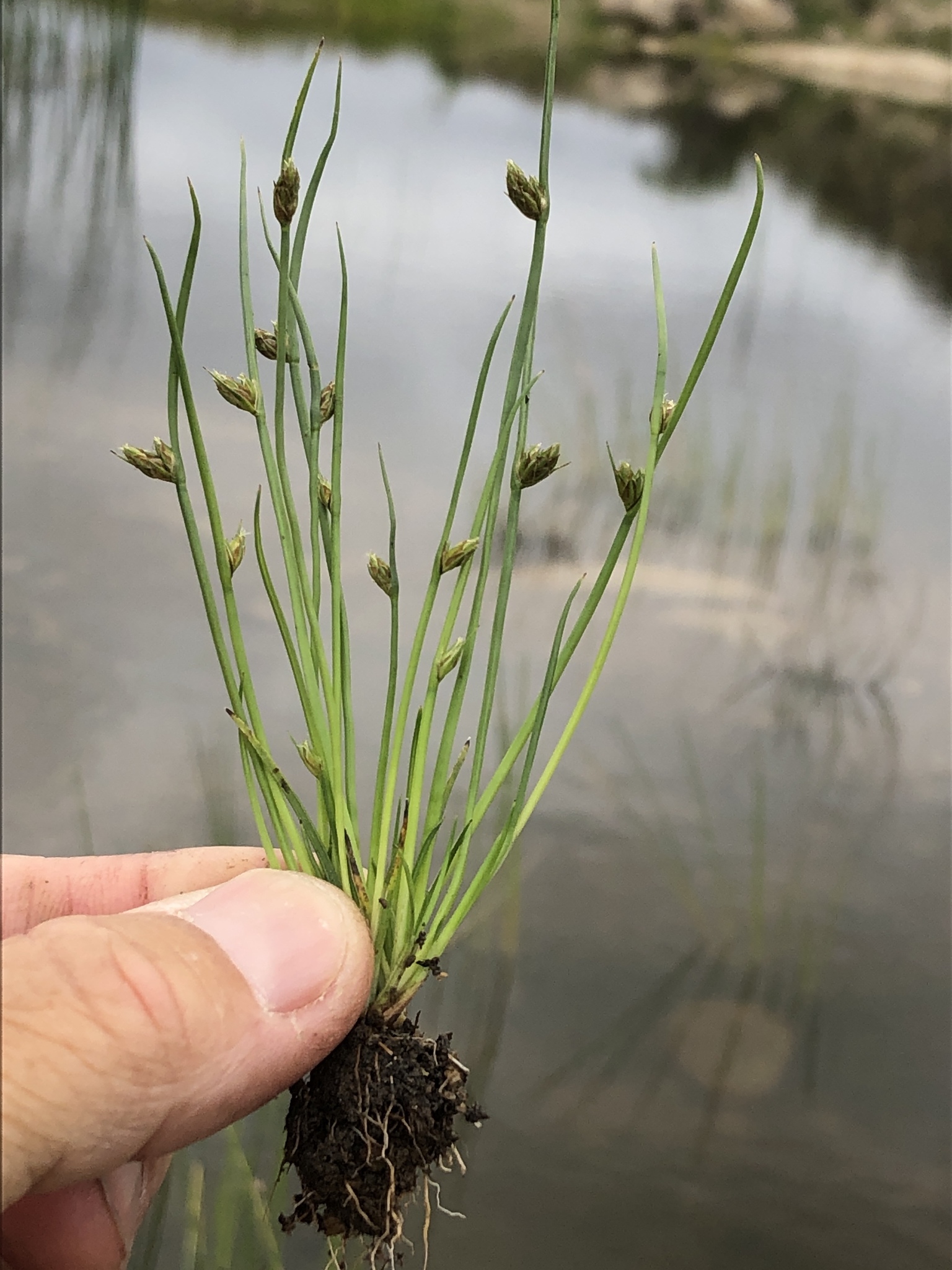 Schoenoplectiella saximontana