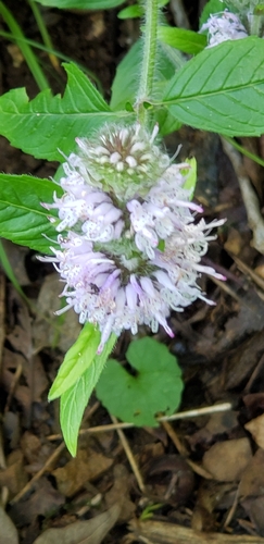 Wofford's wood mint (Blephilia woffordii)