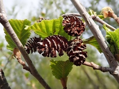 Alnus incana tenuifolia