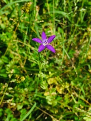 Triodanis biflora