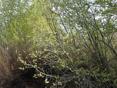 Alnus incana tenuifolia