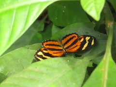 Eresia eunice mechanitis