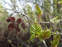 Alnus incana tenuifolia