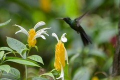 Riccordia swainsonii