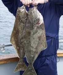 Hippoglossus stenolepis