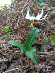 Erythronium elegans