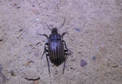 Chlaenius quadrisulcatus