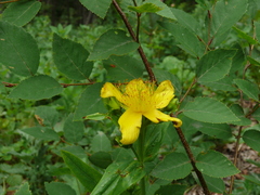 Hypericum ascyron gebleri