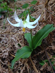 Erythronium elegans