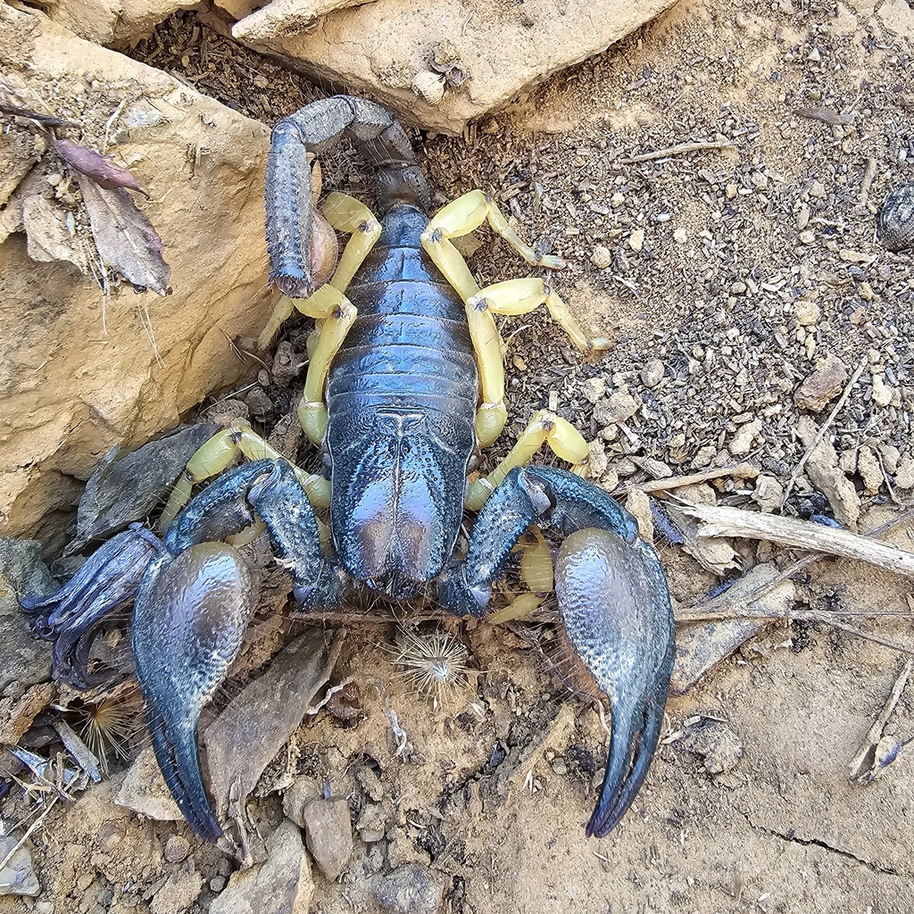 Namaqua Burrowing Scorpion from Namakwa District Municipality, South ...