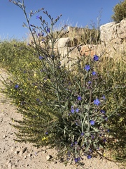 Anchusa strigosa