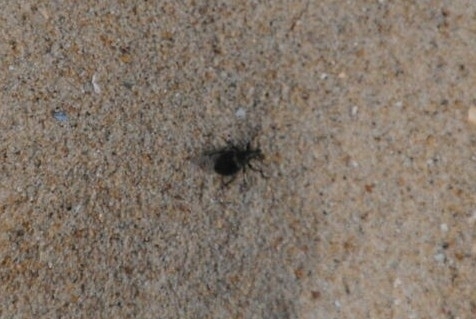 Black Marram Weevil, Netherlands, photo 4 of 10