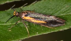 Mathildana newmanella