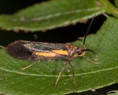 Mathildana newmanella