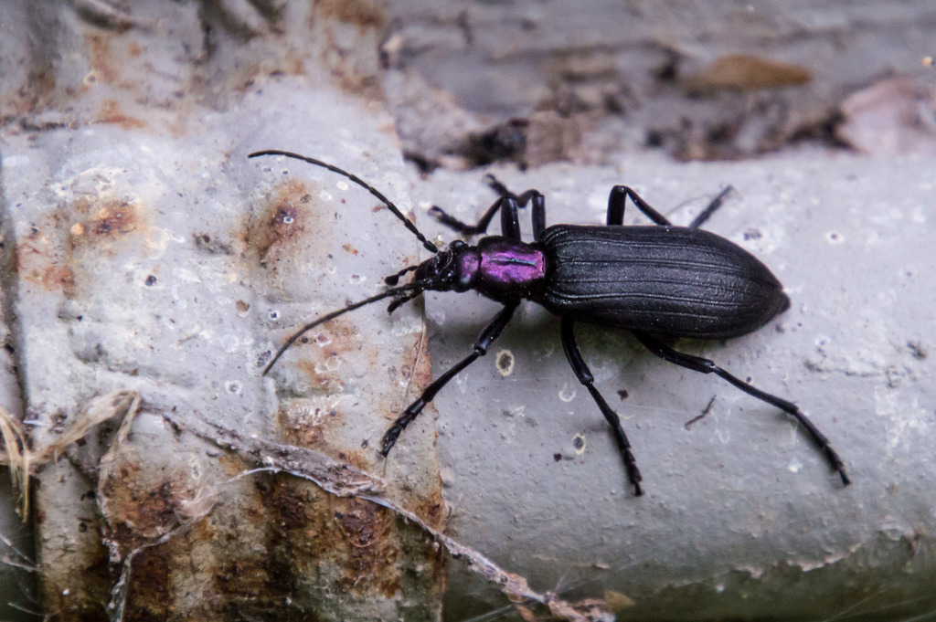 Nacerdinae