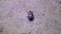 Chlaenius costulatus