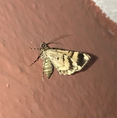 Lepidoptera