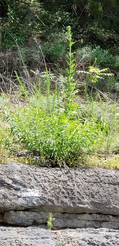 Harper's Buckwheat (Eriogonum harperi)