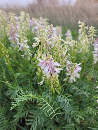 Astragalus racemosus
