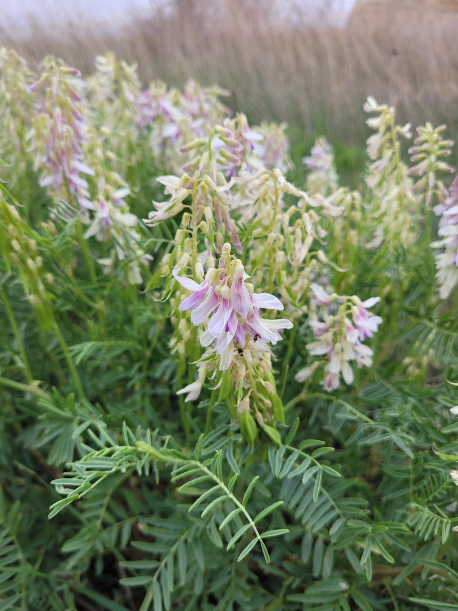 Astragalus racemosus