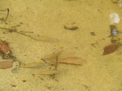 Poecilia mexicana