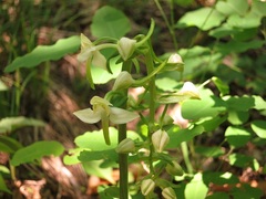 Platanthera densa