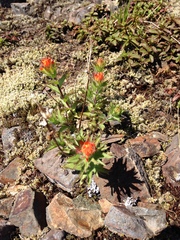 Castilleja hispida hispida